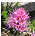 To The Flora and Fauna Pages